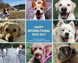 33 mins â· for international dog day today, we asked julie chen moonves to introduce us to her pups, and now it's your turn! Happy International Dog Day From All Of Us And Our Dogs At The National National Academies Of Sciences Engineering And Medicine Facebook