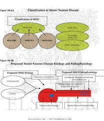 motor neuron disease schematic