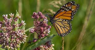 attracting monarchs to the garden