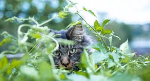 Which Plants Are Harmful To Cats
