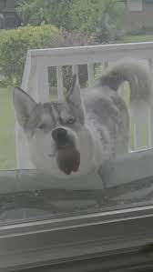 Goofy Husky Licks The Windows Niagara