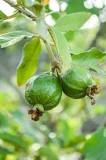 Do guava trees need full sun?
