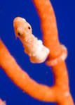 Image result for Denise’s Pygmy Seahorse