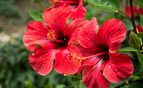 9 hibiscus flower parts names and