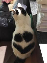 Some interesting facts about cats. 50 Cats With The Craziest Fur Markings Bored Panda