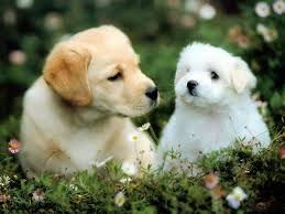100 baby dog wallpapers wallpapers com