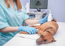 gastic ulcers in dogs watch for