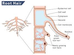 root hair definition structure