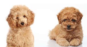 Toy Poodle Vs Miniature Poodle Whats The Difference