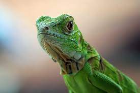 11 best reptile pets for kids the