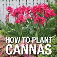How to grow canna lilies. Pin On Gardening Tips