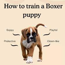 how to train a boxer puppy the