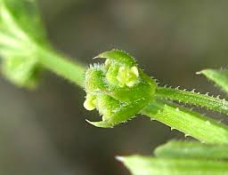 Scheda IPFI, Acta Plantarum Galium_spurium