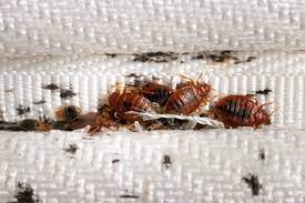 what do bed bug eggs look like clegg