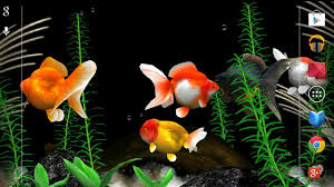 free gold fish 3d live