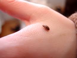 bed bug bites on humans get rid of