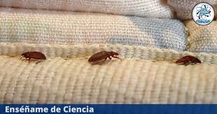 eliminate bedbugs