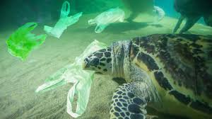 World Oceans Day: Is pandemic protection worth the plastic pollution? | Living