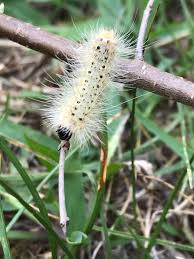 Fuzzy Caterpillar Id Ask An Expert