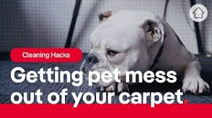 cleaning hack how to remove pet urine