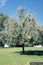 This tree is a medium to fast grower. Russian Olive