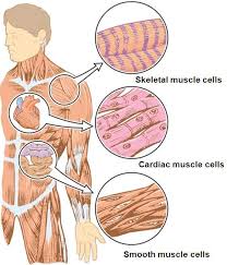 The deltoid muscle consists of 3 parts: Solved Name Three Types Of Muscles And Where Are They Found Dr Self Study 365