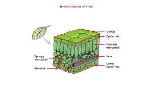 internal structure of a leaf you