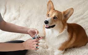 tips for t your dogs nails