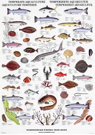 Temperate Fish Shellfish Poster