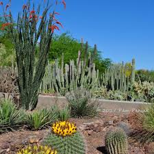 It grows to a height of forty to mature five armed saguaro cactus in bloom in late may; Fantastical Flora At Desert Botanical Garden In Phoenix