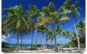 coconut palm naples