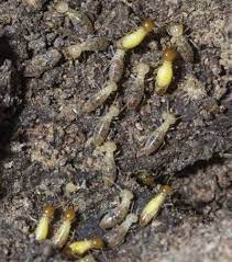 Termites In Mulch Piles