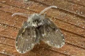 drain fly control and treatments for