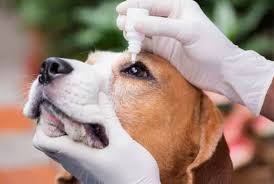corneal ulcer in dogs in depth guide