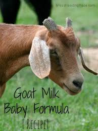 goat milk baby formula recipe
