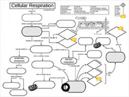 Cellular Respiration Graphic