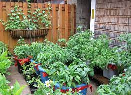 Container Gardening With Vegetables