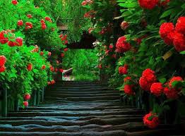 nature beautiful red flowers trees