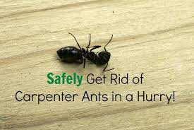 safely get rid of carpenter ants in a