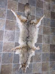 coyote skin pelt taxidermy p