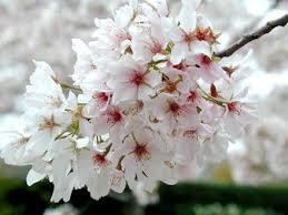 Image result for The Kwanzan Cherry tree,Chinese Cherry tree, and Yoshino Flowering Cherry tree