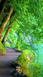 natural scenery green trees wallpaper