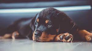 do rottweilers shed the truth about