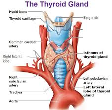 Image result for Thyroid