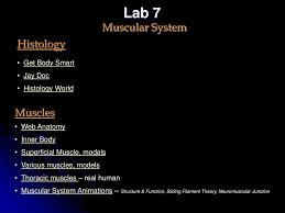 An online exploration of human anatomy and physiology. Biol 203 Web Pages To Help You Study Labs Ppt Download