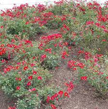 red flower carpet rose