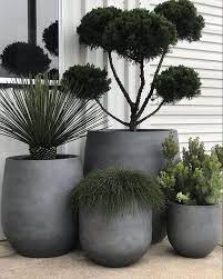 pot cer potted plants outdoor