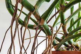 Aerial Roots - Top 5 Tips for Dealing With Them - Mr.Houseplant