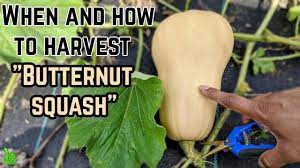 to harvest ernut squash