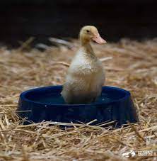 Care Recommendations For Ducklings